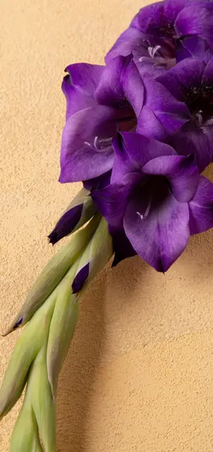 Sashimi langostinos