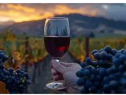 Copa vidrio malbec 650
