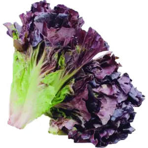 Lechuga Morada 1 Unidad